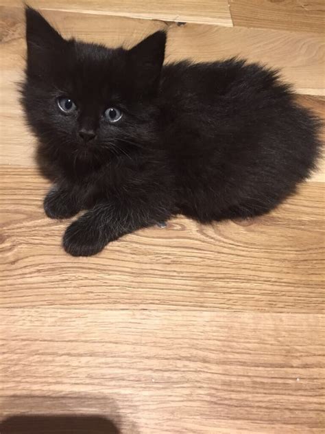 Mixed Breed Black Long Haired Ragdoll Kitten looking for a Loving Home ...