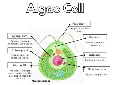 Algae Cell | Teaching Resources