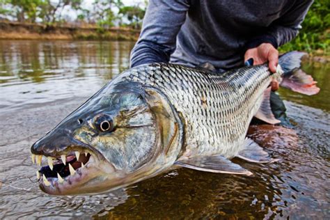 Trailer: Fly Fishing for Tigerfish in the Tanzanian Wilderness in “The ...