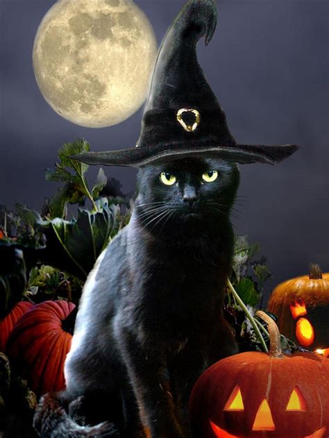 Diamond Painting - The Witch Black Cat | Halloween art, Black cat halloween