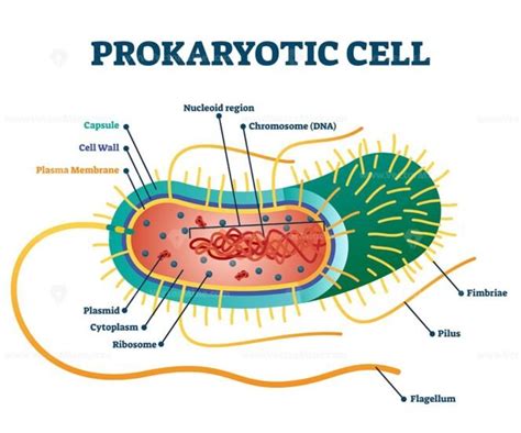 Prokaryotic cell structure diagram, vector illustration cross section ...