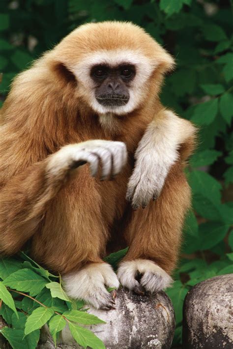 Gibbon | Types, Diet, & Facts | Britannica