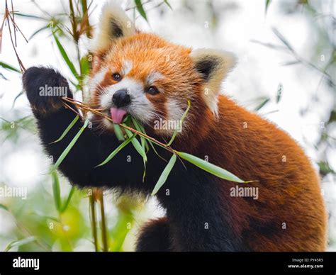 Red panda Ailurus fulgens eating bamboo leaves captive Stock Photo - Alamy