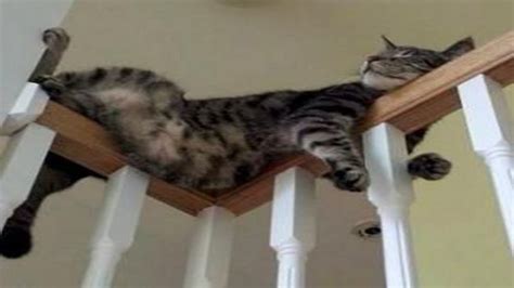 Funny Cats Sleeping in Weird Positions Compilation | Cats Sleep In ...