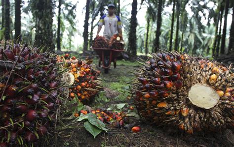 Mekanisasi Perkebunan Kelapa Sawit | Kabar Sekitar