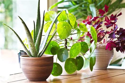 6 Indoor Plants for Beginners - Hansen Lawn & Garden