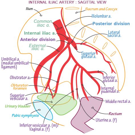 Gross Anatomy Glossary: Arteries - Internal Iliac & Branches | Draw It ...