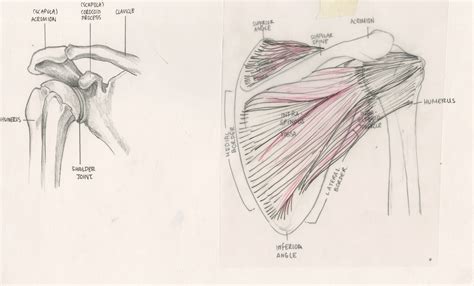 Forensic Art Portfolio — SARAH JAWORSKI