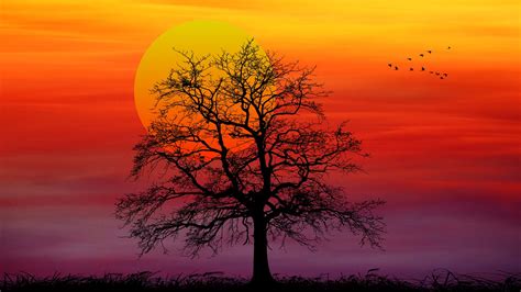 Download Sunset, Nature, Silhouette. Royalty-Free Stock Illustration ...