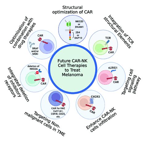 A diagram of future CAR-NK cell development for treatment of melanoma ...