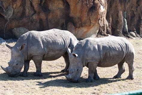 White Rhino Habitat | Photos from the new African Forest Exh… | Flickr