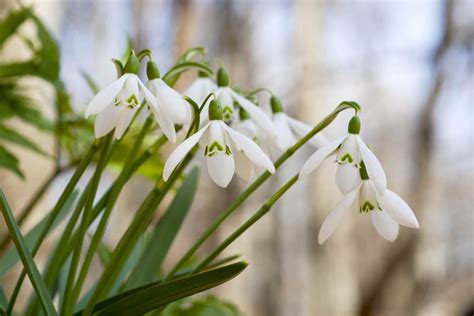 When-Do-Snowdrops-Galanthus-Flower