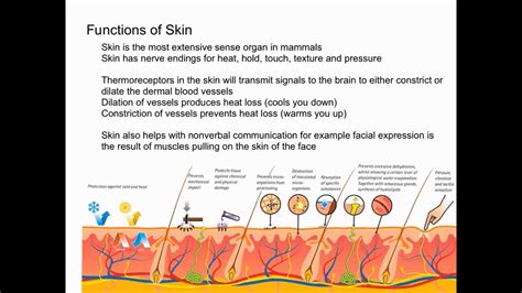 Functions of the Skin - YouTube