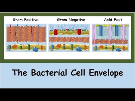 The Bacterial Cell Envelope - YouTube