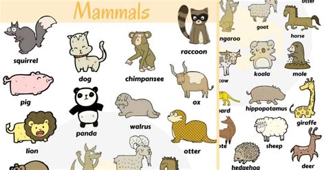 List of Mammals in English: Different Types of Mammals with Pictures • 7ESL