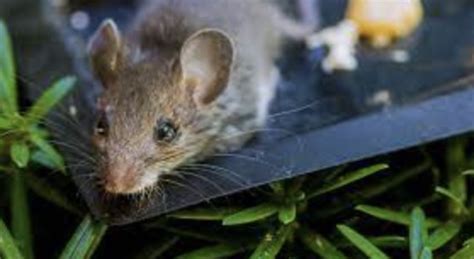 6 Tips for Dealing with a Rat Infestation