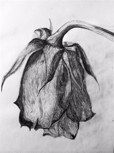 Inktober Pen and Ink Drawing WILTED ROSE 8x10 Art Print Giclée Art ...