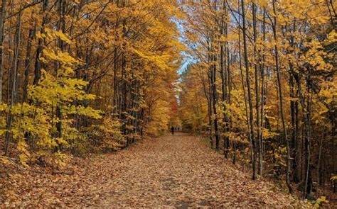 Best fall ever? Maybe! Here's why Quebec's leaves are bursting with ...