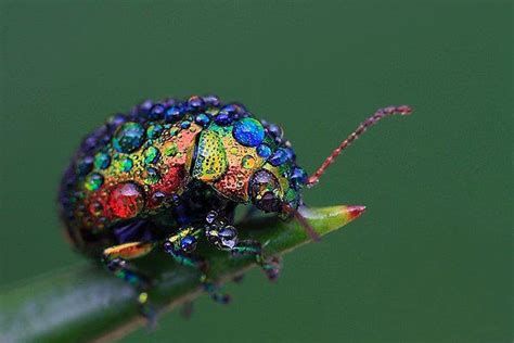 The Extremely Rare Rainbow Leaf Beetle Is A Major Treat For The Eyes ...