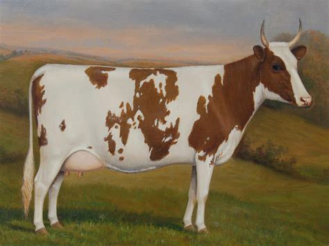 Ayrshire Cattle: Origin, Characteristics, Uses, Photo