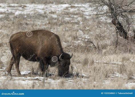 American Bison Grazing on the Prairie in Winter Stock Image - Image of ...