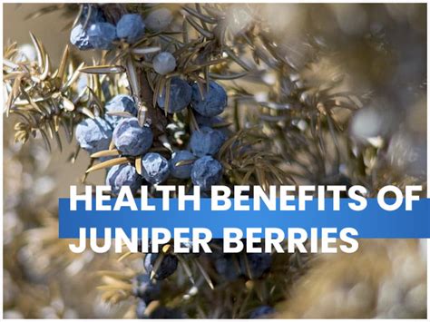 6 Lesser-Known Health Benefits Of Juniper Berries - Boldsky.com