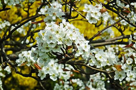 300+ Free Pear Tree Blossoms & Pear Tree Photos - Pixabay