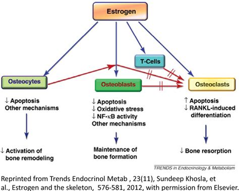 Estrogen and bone health in men and women | Semantic Scholar