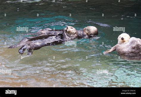 Sea otters eating and playing Stock Photo - Alamy