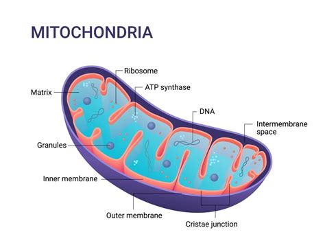 Mitochondria and Cellular Signaling: Exploring the Communication ...