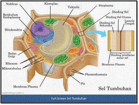 Pendidikan Dan Pembelajaran: Ada apa di dalam sel tumbuhan