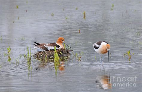 Avocet Nesting Photograph by Dennis Hammer | Fine Art America