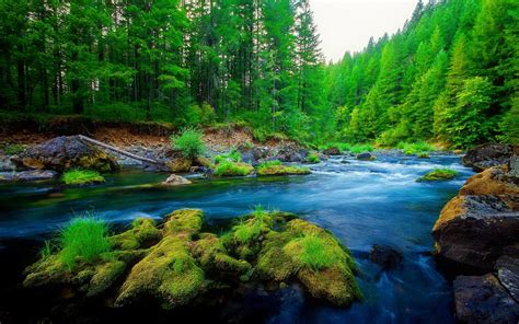 Green Pine Forest River Rock Beautiful Nature Hd Wallpaper ...