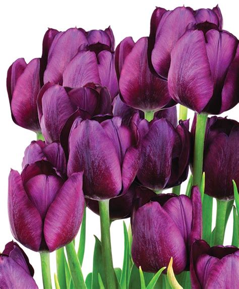 Tulip, Purple Flag - De Groot, Inc. - Perennials, Daylilies, Fruits ...