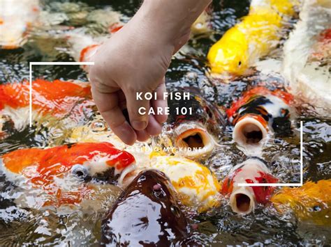 Your Complete Guide to Koi Fish Care + Care Sheet