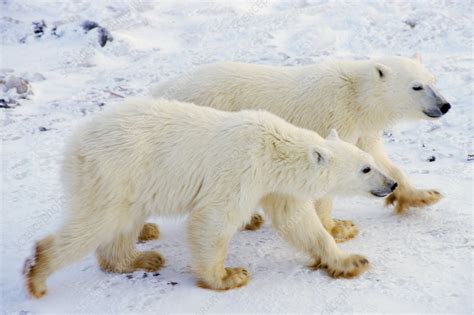 Polar Bear Cubs - Stock Image - C014/3241 - Science Photo Library