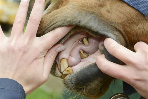 Wolf Teeth in Horses