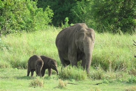 Elephant Twins - Elephant Twins