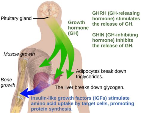 Growth Hormone Deficiency | Med-Health.net