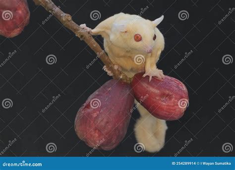 A Young Albino Sugar Glider Eating a Pink Malay Apple. Stock Photo ...