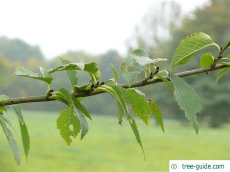 Dutch Elm | Ulmus hollandica