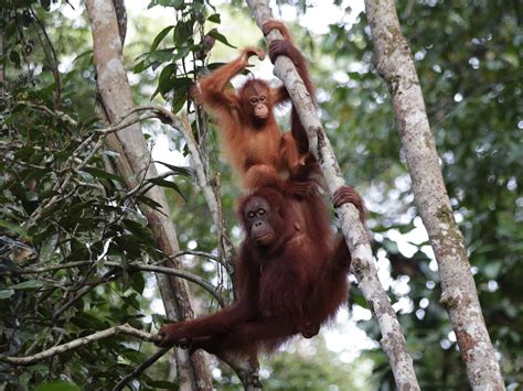 Borneo's last remaining orangutans threatened by illegal logging ...