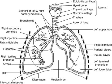 Lung diagram | Lungs image | Simple lungs diagram | Lung anatomy ...