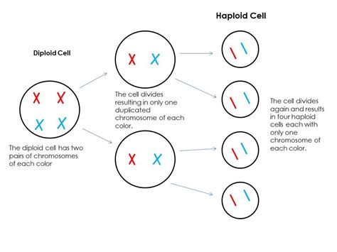 What are haploid cells? | Socratic