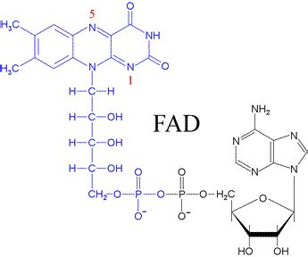 CHEM 245 - Biological oxidation-reduction reactions