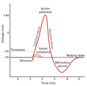 Threshold Potential – The Nerve Impulse