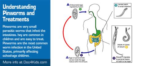 Parasites In Humans Symptoms Remedies