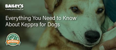 Everything You Need to Know About Keppra for Dogs | Bailey's CBD