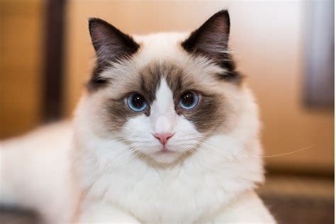 Conoce el gato ragdoll - Mis animales