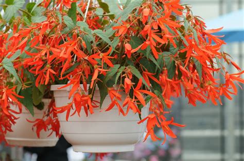 Begonia boliviensis: How to grow and care for begonia plants: https ...